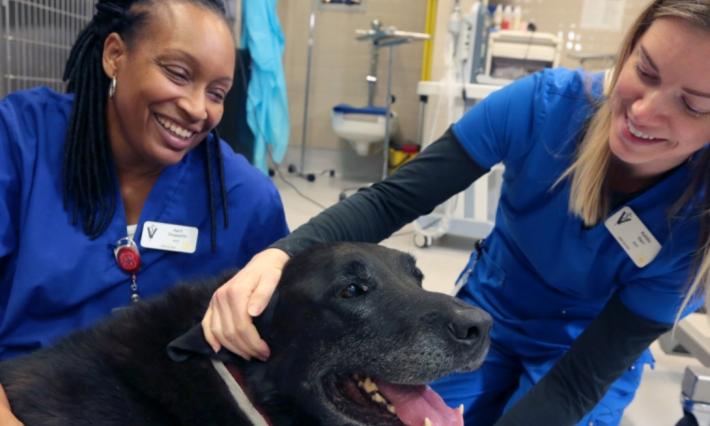 Two women in blue scrubs with black Lab dog