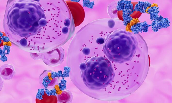 Multiple myeloma cells