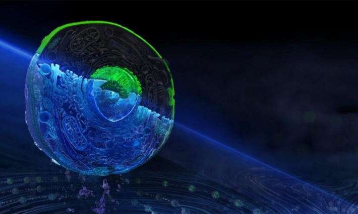 Graphic rendering of a transparent cell in a substrate