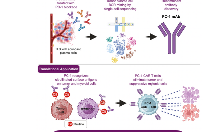 Graph of PC-1 cells in actions