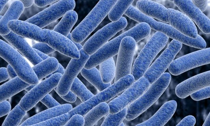 A microscopic close-up image of gut bacteria that are long, blue, and tubular