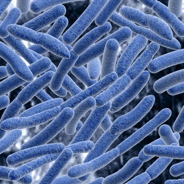 A microscopic image of gut bacteria