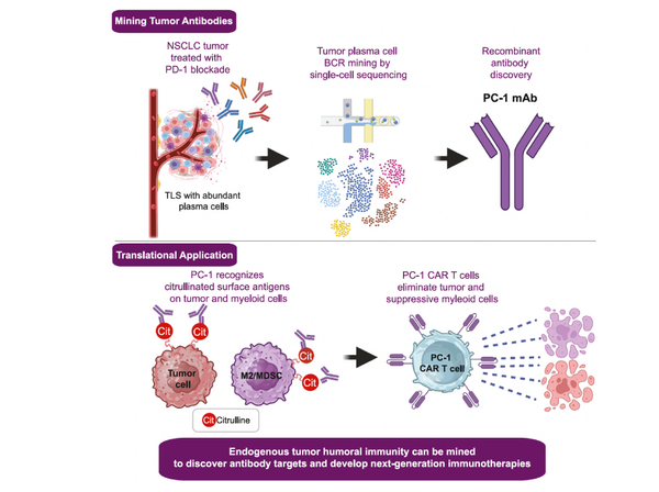 Graph of PC-1 cells in actions