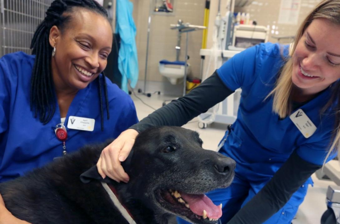 Two women in blue scrubs with black Lab dog