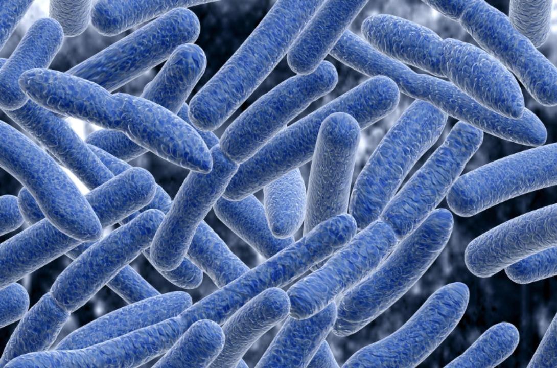 A microscopic close-up image of gut bacteria that are long, blue, and tubular